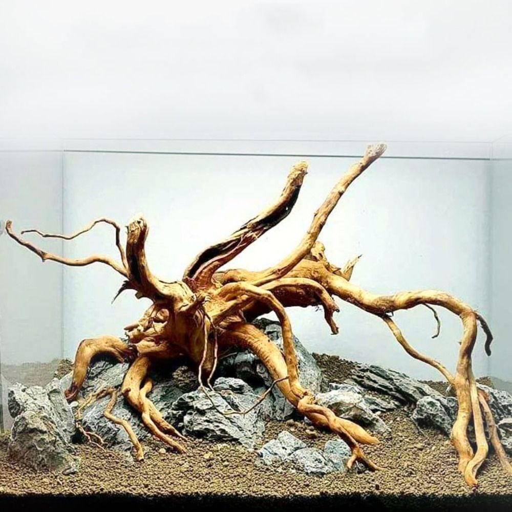 Aquarium Xxl - 20-25CM Büyük Akvaryum Driftwood Doğal Balık