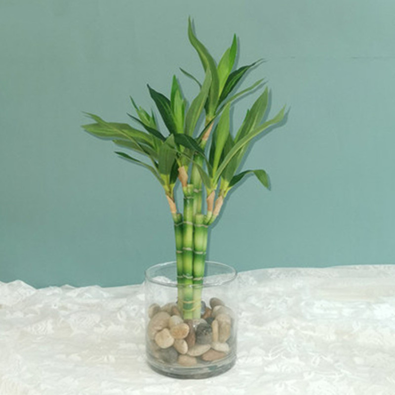Yeni 40cm Yapay Şanslı Bambu S - Aquarium Fish Farm incelemesi ve fiyatı