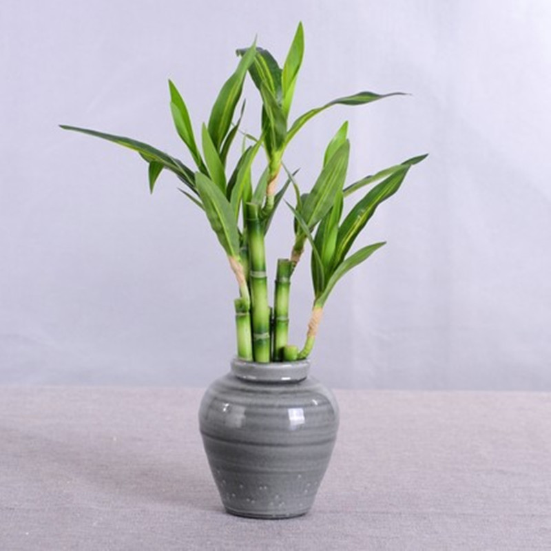 Yeni 40cm Yapay Şanslı Bambu S - Aquarium Fish Farm incelemesi ve fiyatı
